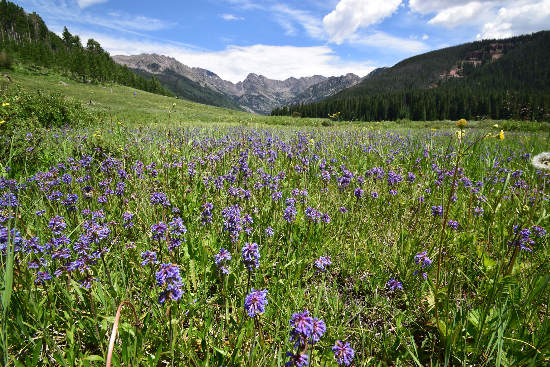 Colorado Wildflowers